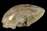 Polished Fossil Coral (Actinocyathus) Head - Morocco #157544-2
